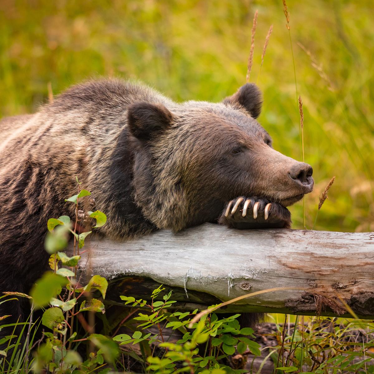 Deluxe 19-Day Canada & Alaska Rail & Sail 2026 with Rocky Mountaineer & Inside Passage Celebrity Cruise by  8