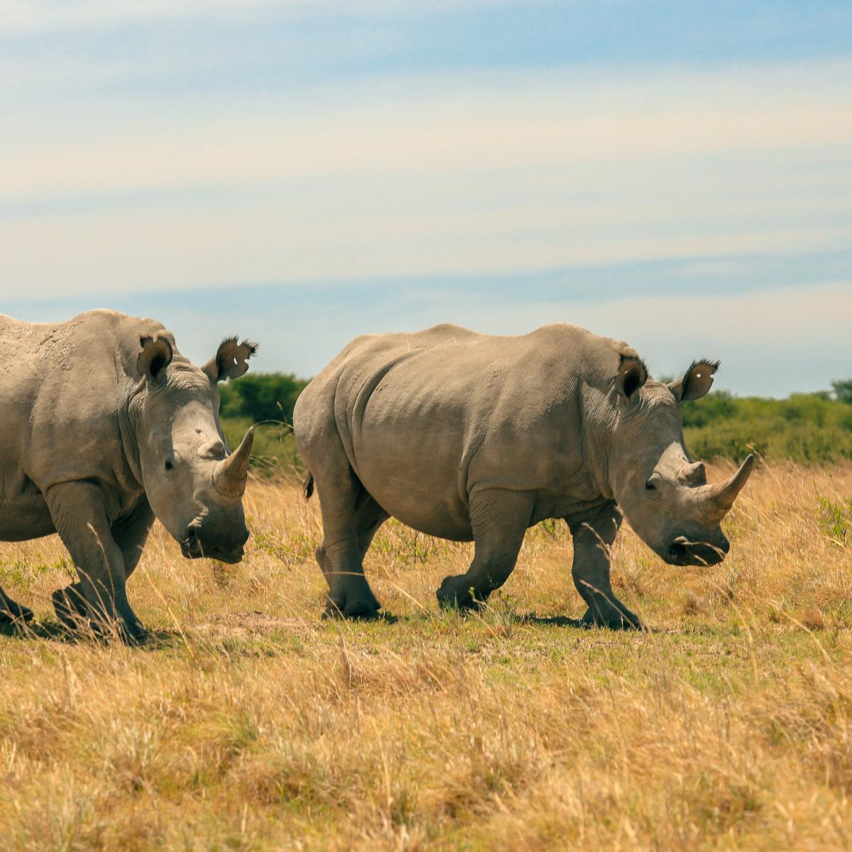 Deluxe 21-Day Ultimate Southern Africa 2027 with Cape Town, Greater Kruger, Victoria Falls & Namib Desert by  1