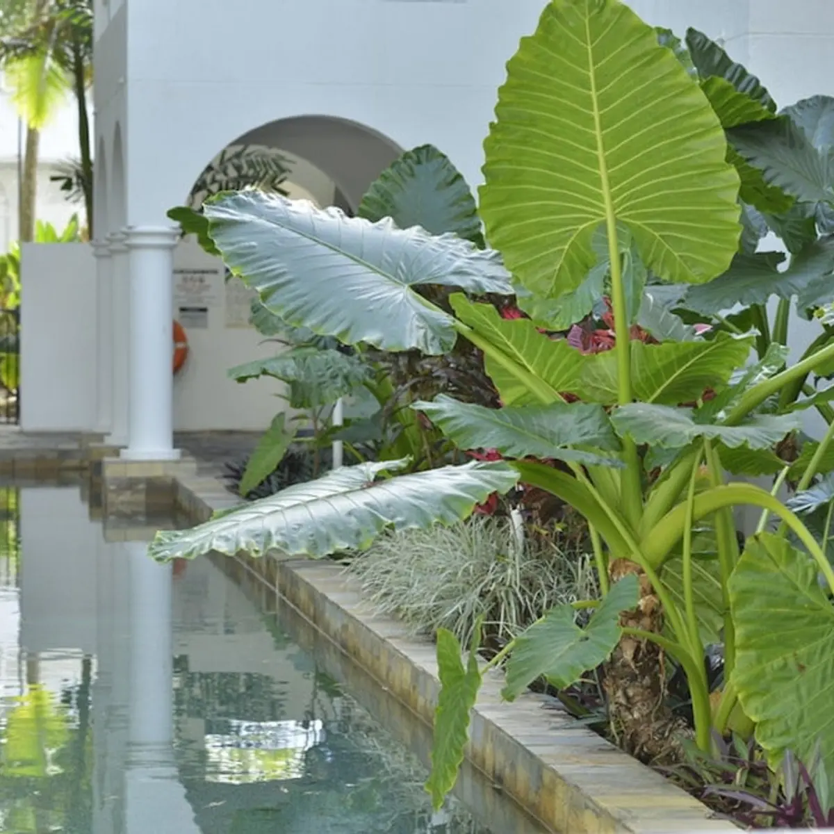 Mantra PortSea, Port Douglas, Australia 8