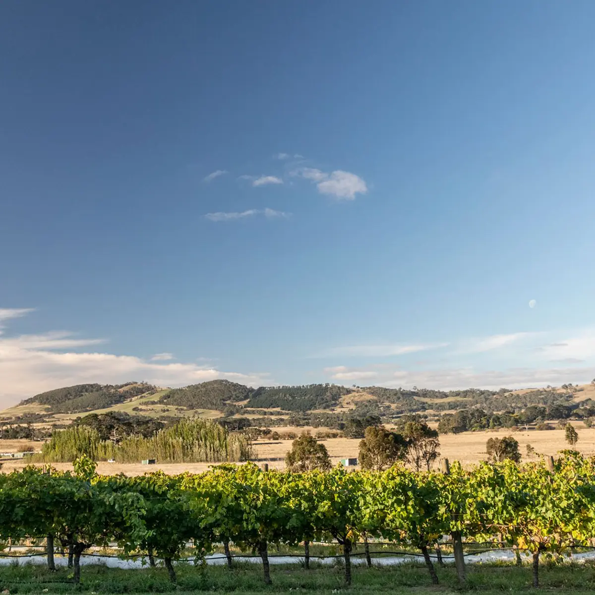 Cleveland Winery, Macedon Ranges, Victoria 8