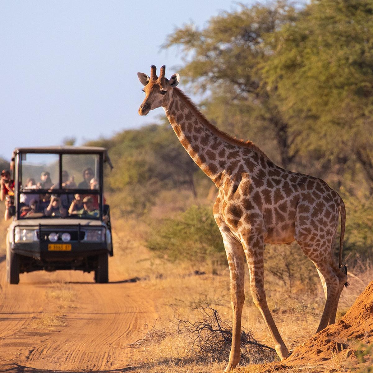Premium 8-Day Tanzania Private Safari with All-Inclusive Wellworth Lodge Stays & Serengeti National Park by  4