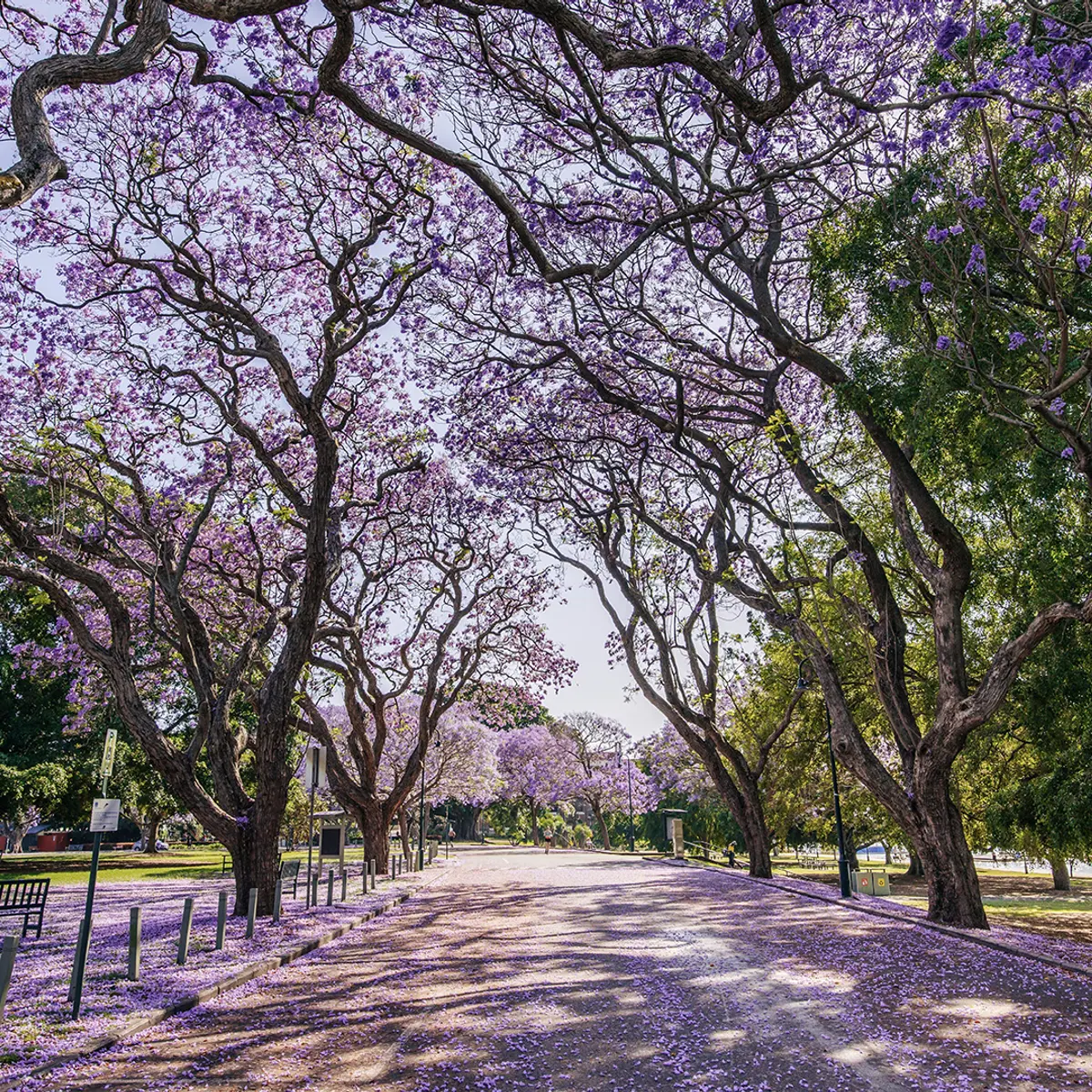 InterContinental Brisbane, an IHG Hotel, Brisbane, Australia 4