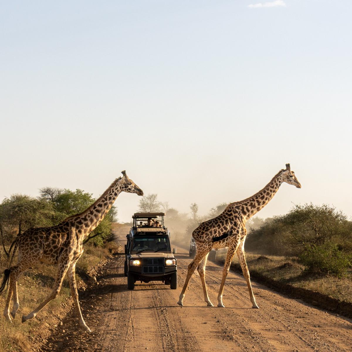 Premium 8-Day Tanzania Safari 2027 with Wellworth Lodge Stays & Serengeti National Park by  1