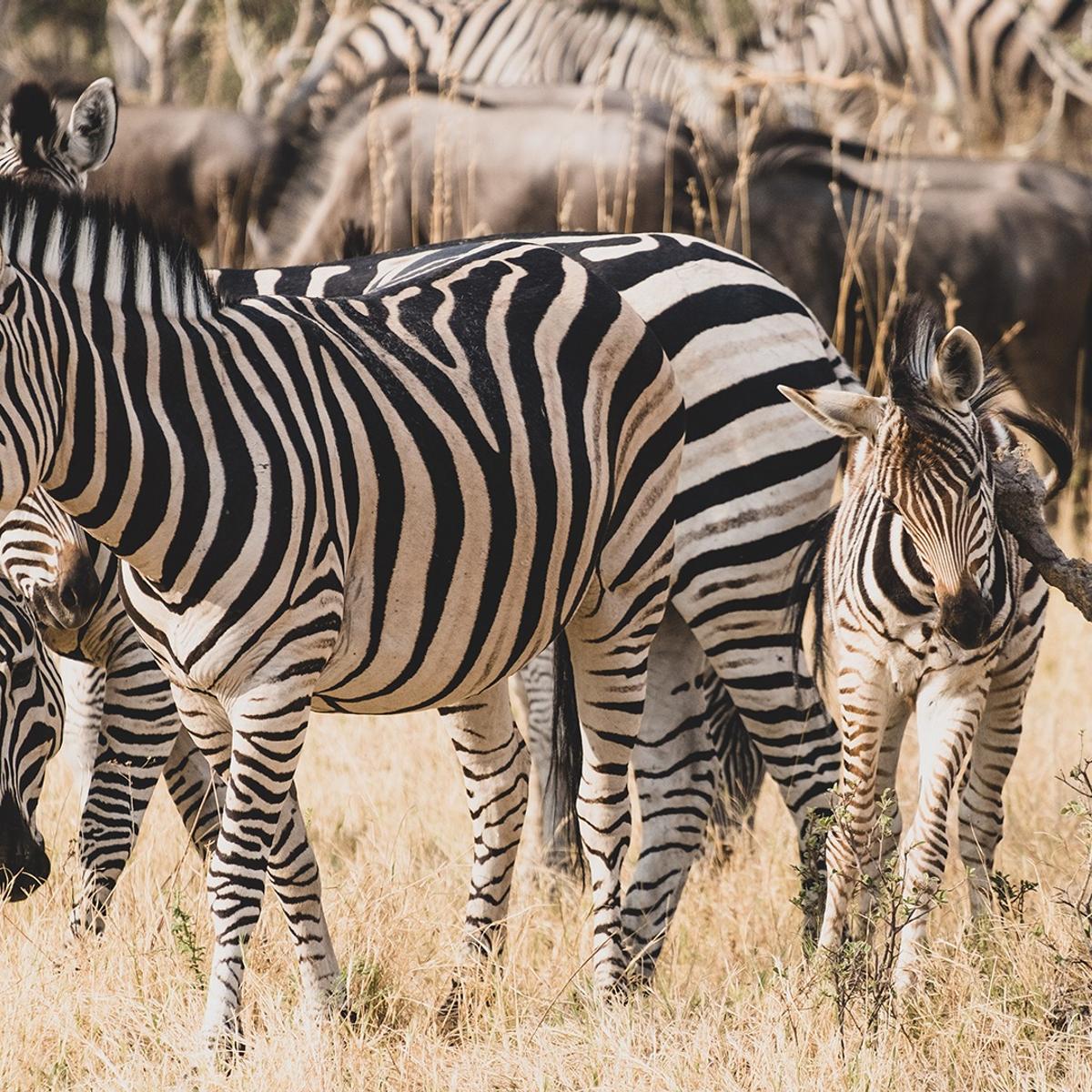 Offre à durée limitée : safari aérien de 10 jours au Botswana dans les camps African Bush Camps Ultra Lux, avec Linyanti, Khwai et le delta de l’Okavango par  5
