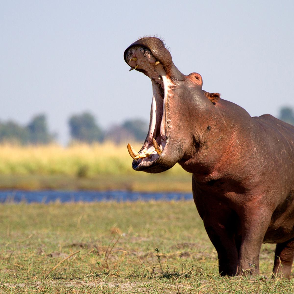 Deluxe 13-Day Southern Africa Safari 2027 with Victoria Falls, Greater Kruger & Chobe National Parks by  8