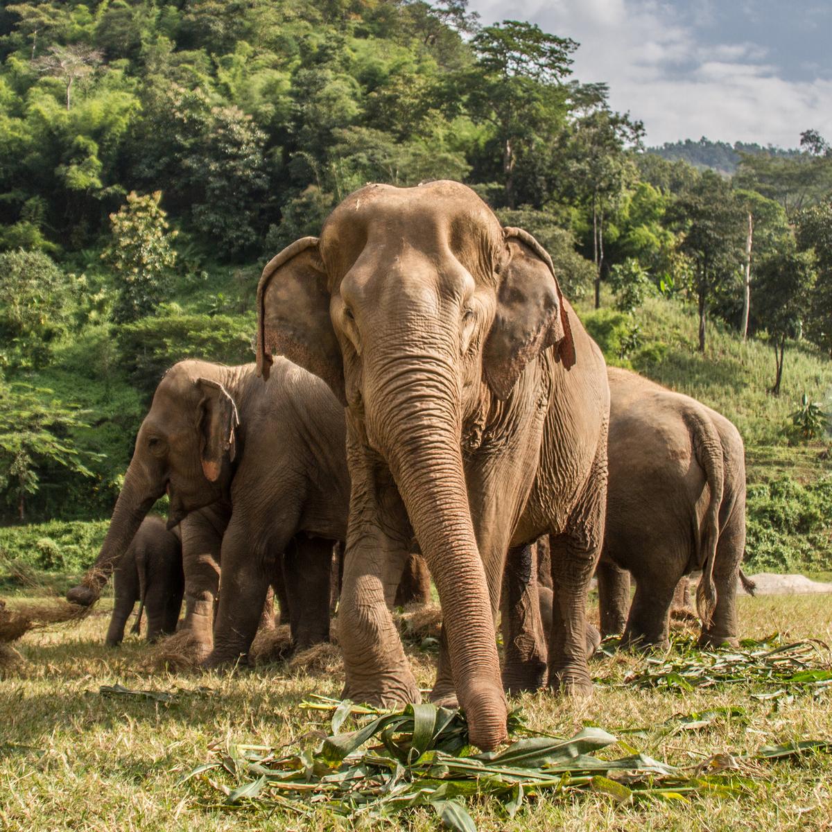 12-tägige Deluxe-Reise: Höhepunkte Nordthailands 2027 mit River Kwai, Chiang Mai & Chiang Rai von  4