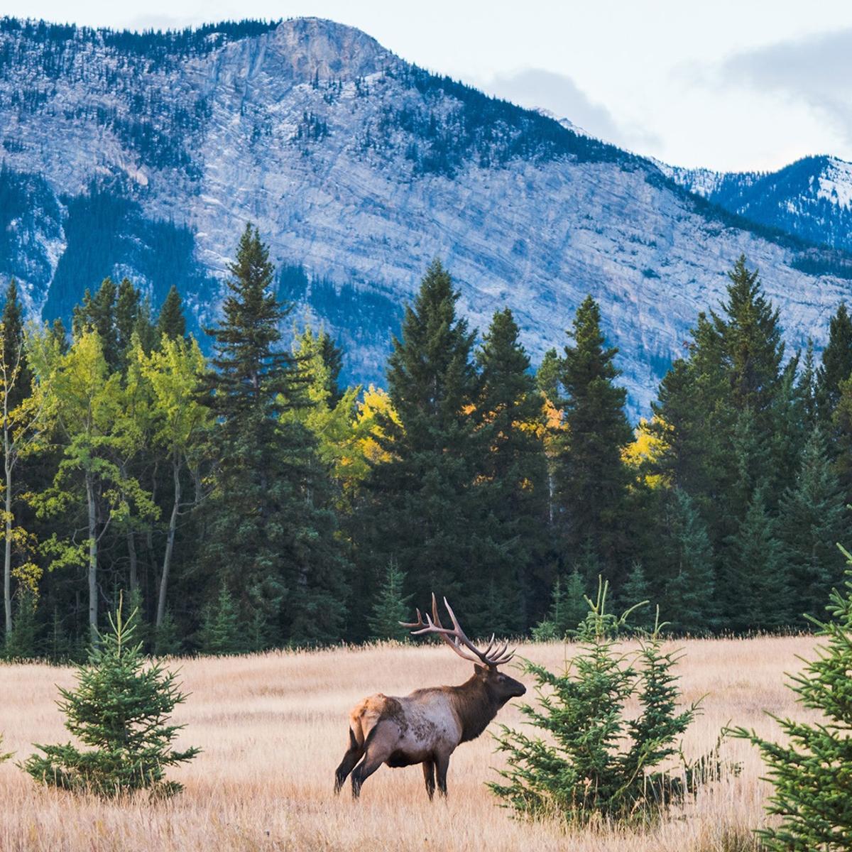 Limited Time Offer: 19-Day Deluxe Canada & Alaska 2027 Rail & Sail with Rocky Mountaineer, Inside Passage Cruise + BONUS Helicopter Tour by  6
