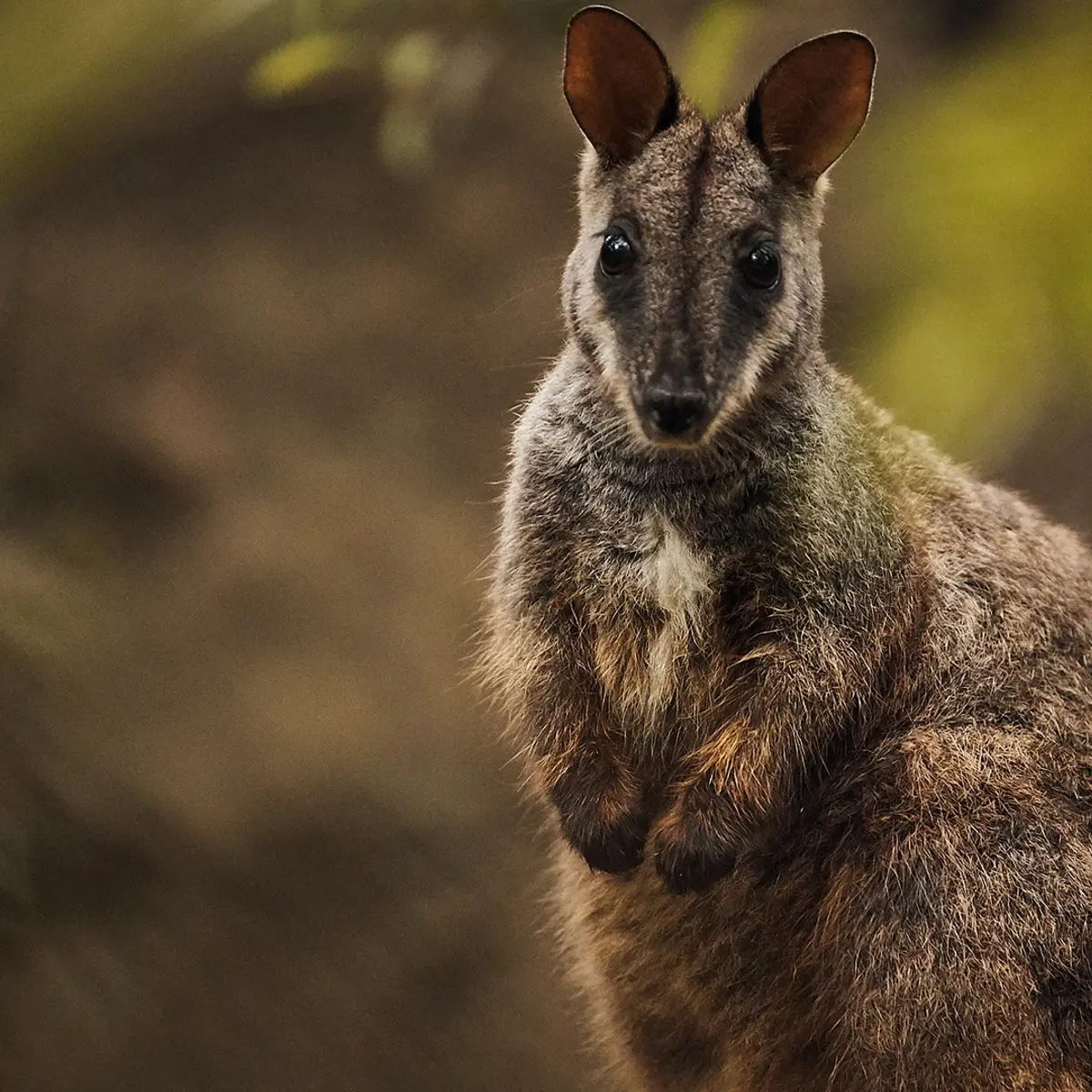 Wildlife Retreat at Taronga, Mosman, New South Wales 8