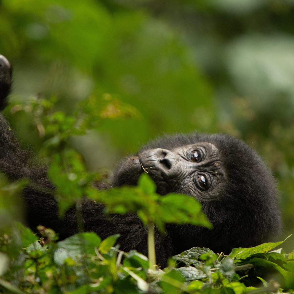 Ultra Lux 8-Day Kenya & Tanzania Private Safari 2027 with Ngorongoro Crater, Serengeti & Maasai Mara by  5