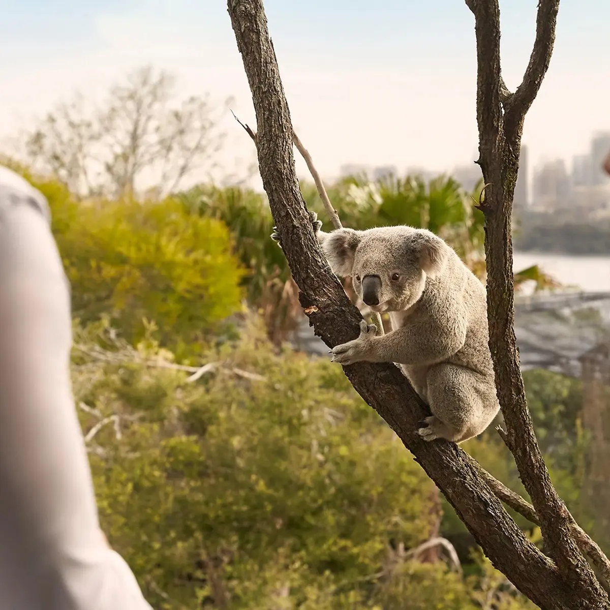 Wildlife Retreat at Taronga, Sydney, New South Wales 8