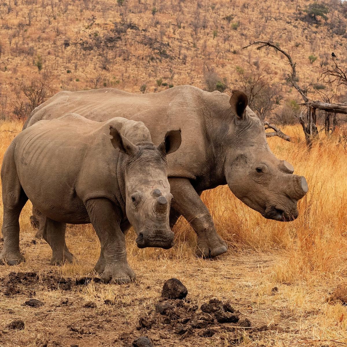 Limited Time Offer: Private 15-Day South Africa, Zimbabwe & Botswana 2027 Tour with BONUS Victoria Falls Helicopter Flight by  3