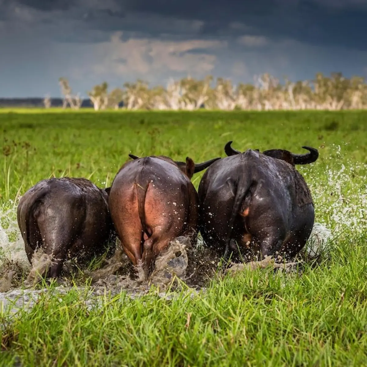 Bamurru Plains, Point Stuart, Australia 1