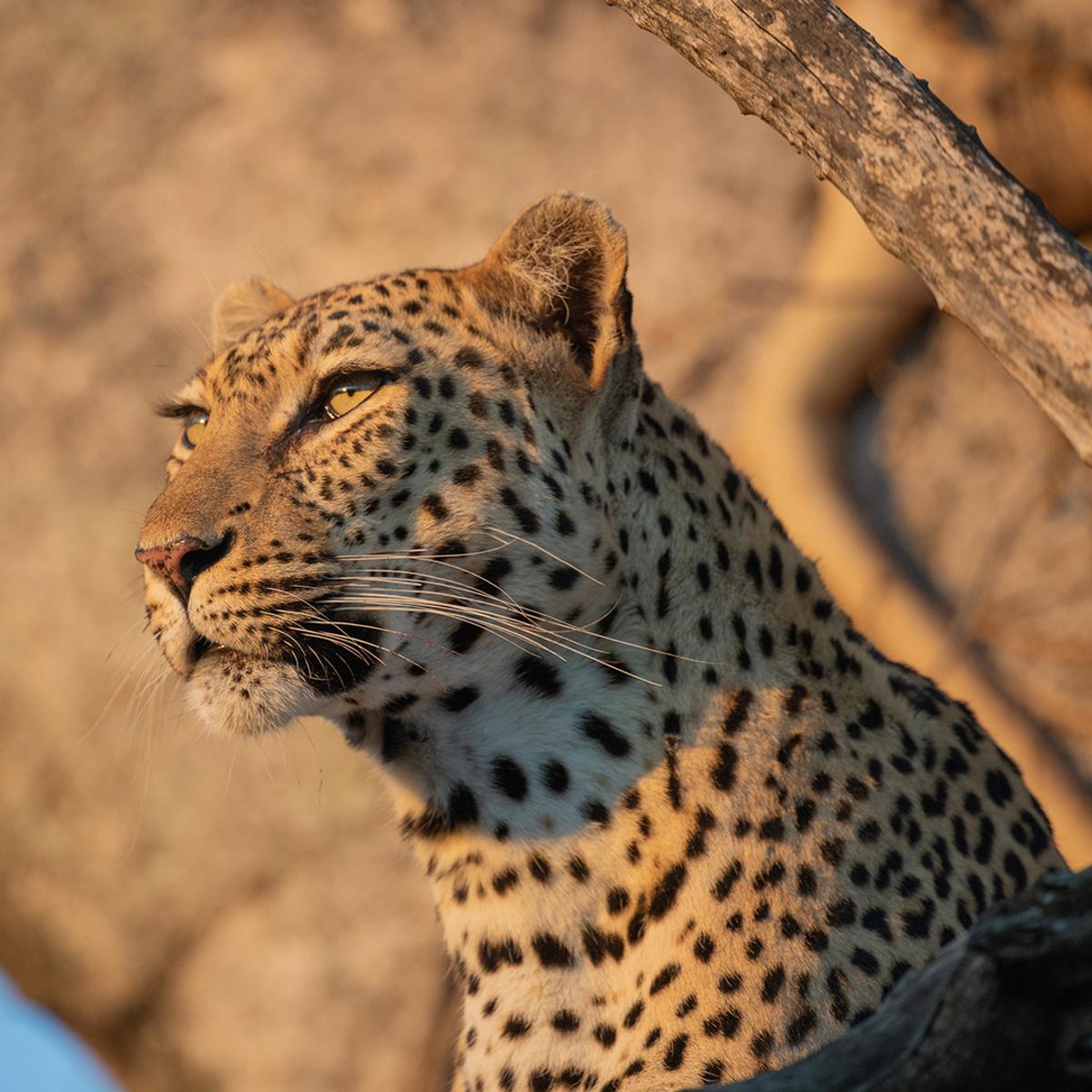 Deluxe 13-Day Southern Africa Safari 2027 with Victoria Falls, Greater Kruger & Chobe National Parks by  1