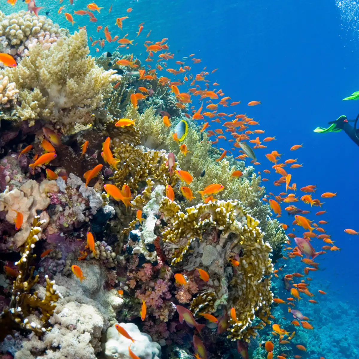 Yasawa Island Resort & Spa, Yasawa Island, Fiji 8