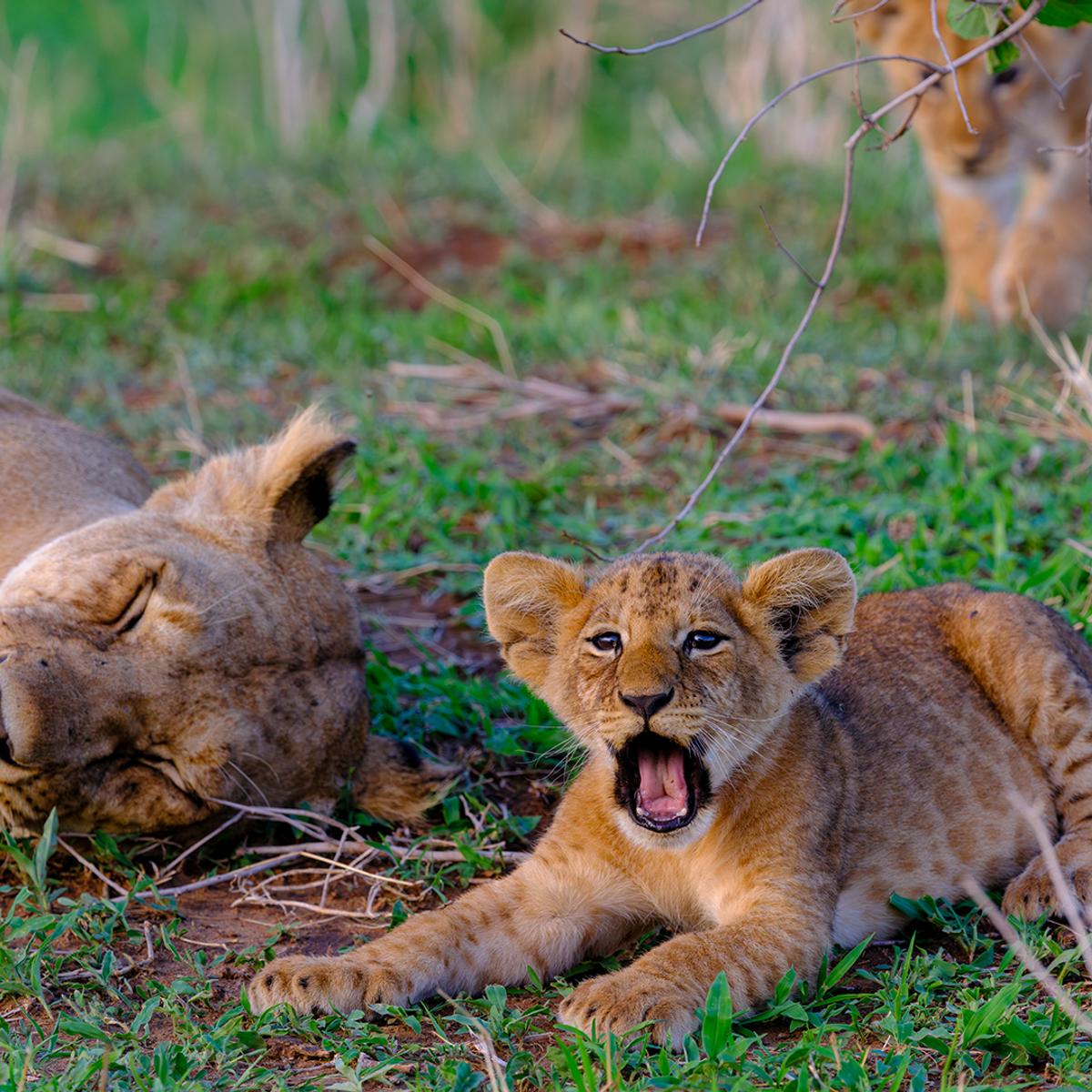 Deluxe 13-Day Kenya & Tanzania Great Migration Safari 2027 with Maasai Mara & Serengeti National Parks  by  8