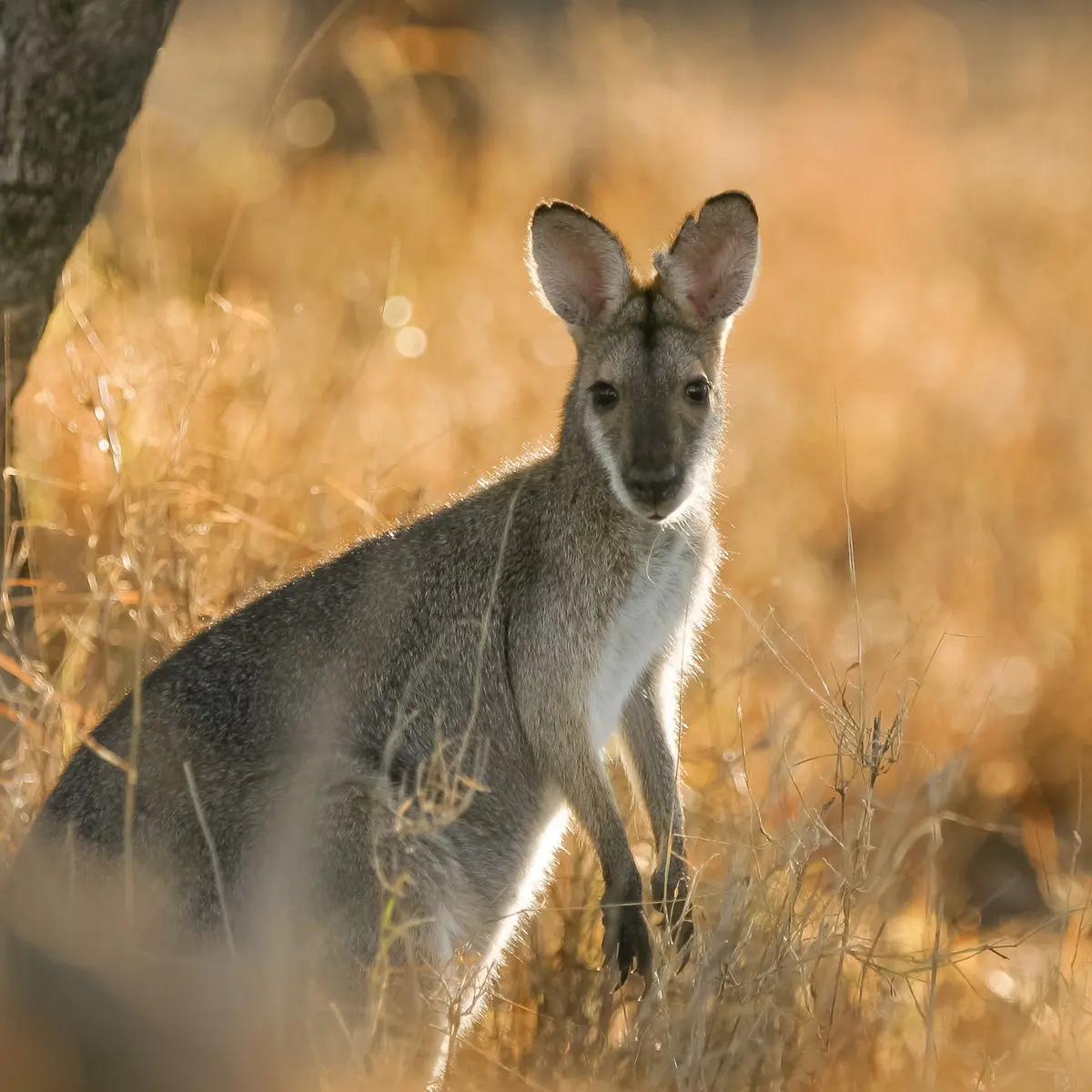 Mitchell Grass Retreat, Longreach, Queensland 8