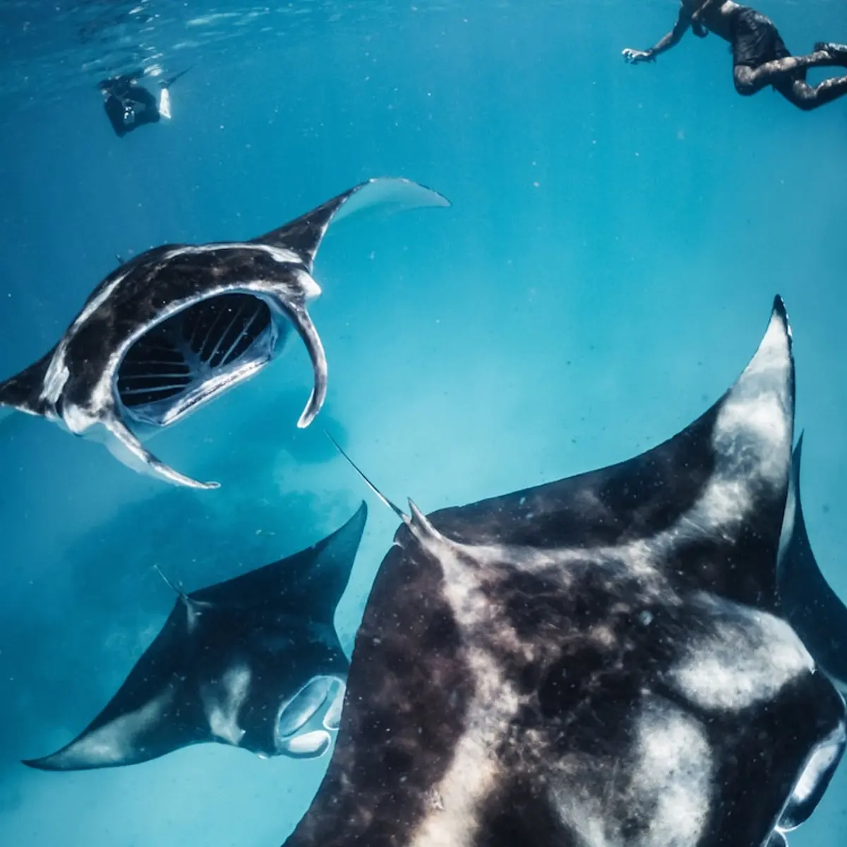 Avani+ Fares Maldives Resort, Fares, Maldives 5