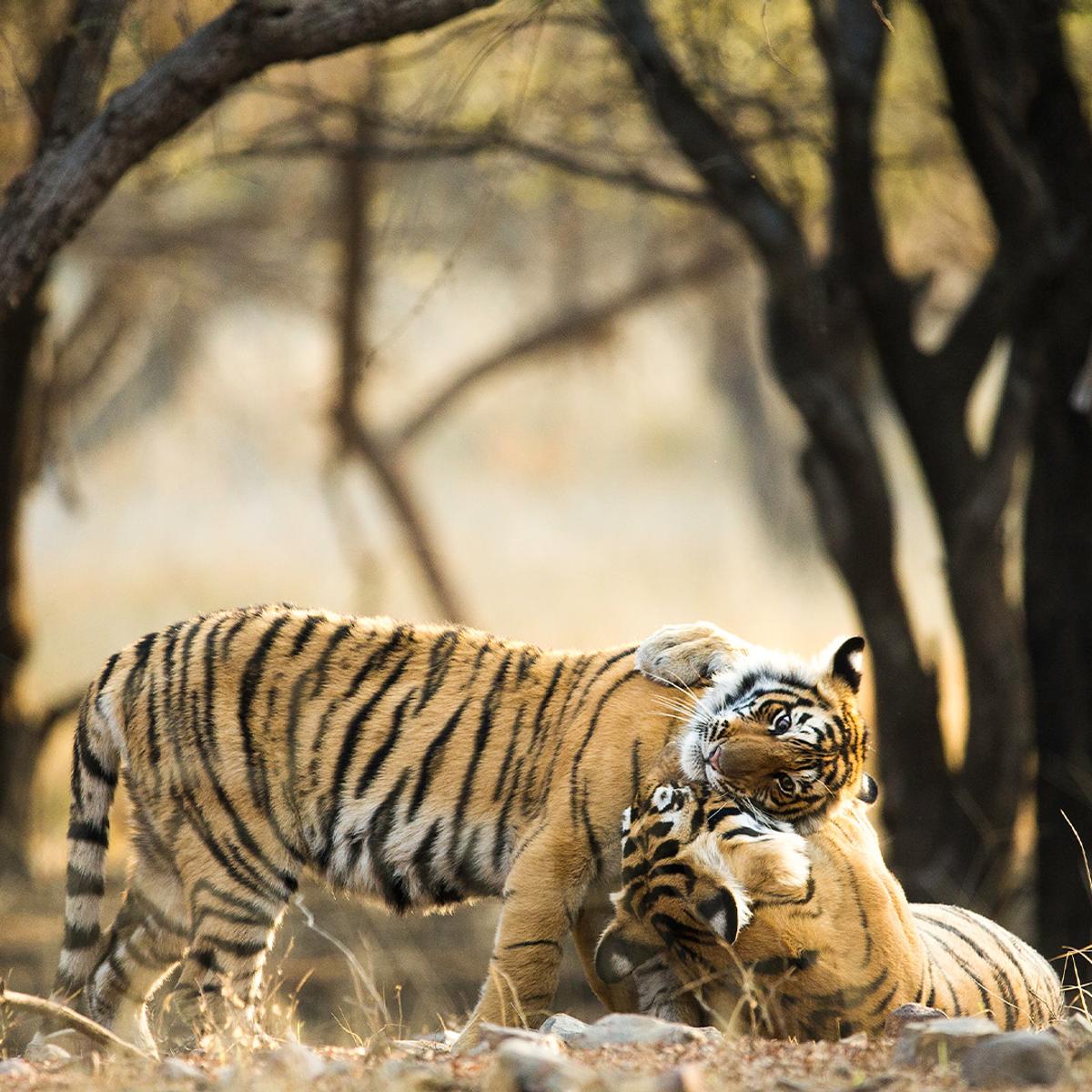 Premium 11-Day Best of India with Golden Triangle, Ranthambore Tiger Safari & Varanasi by  4