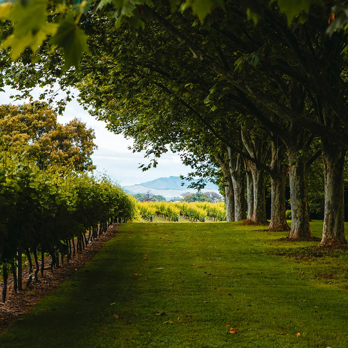 The Marlborough – Boutique Hotel & Vineyard, Rapaura, New Zealand 4