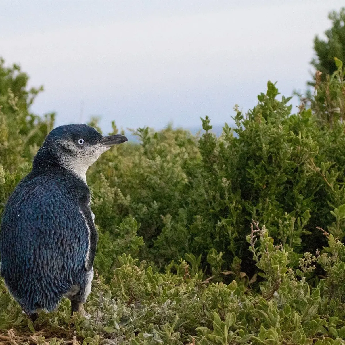 Ramada Resort by Wyndham Phillip Island, Phillip Island, Victoria 8