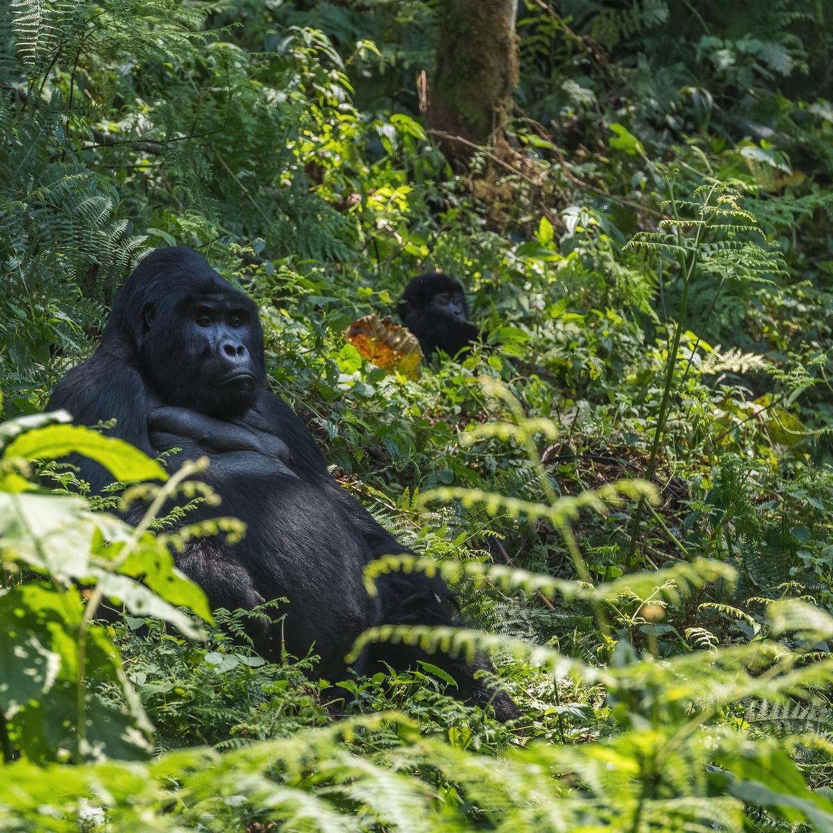 Ultra Lux 8-Day Kenya & Tanzania Private Safari 2027 with Ngorongoro Crater, Serengeti & Maasai Mara by  7