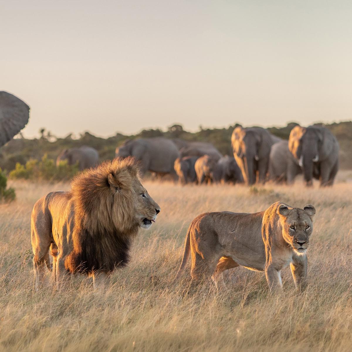 Signature Series: 12-Day Exclusive South Africa Food Trail + Eastern Cape Safari with Warren Mendes & Miguel Maestre by Luxury Escapes Tours 4