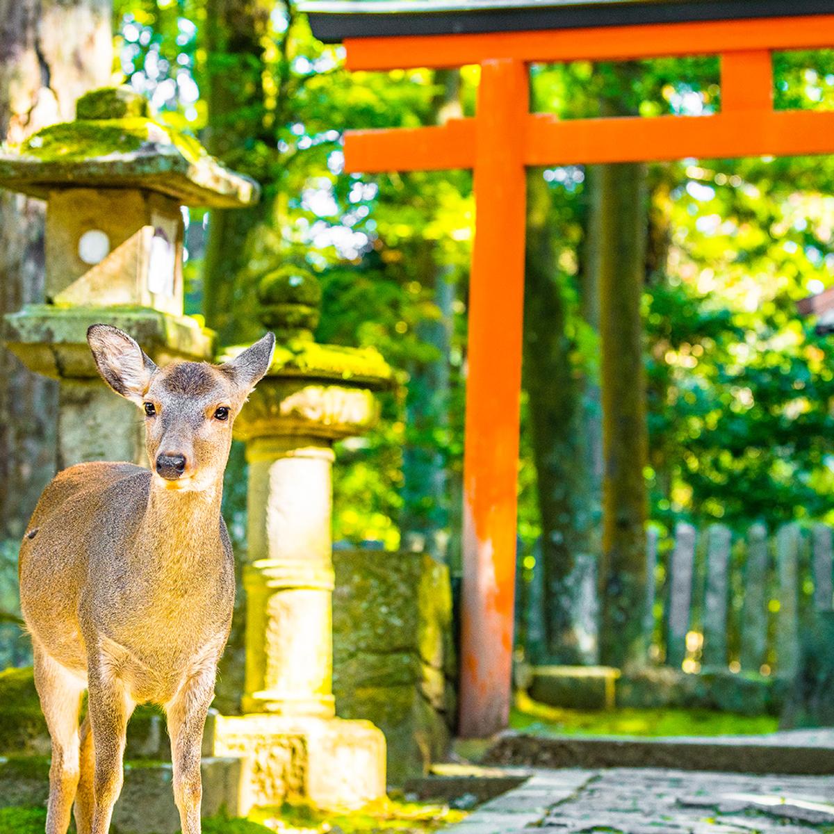Limited Time Offer: Deluxe 7-Day Japan Highlights 2026 with Tokyo, Kyoto & Osaka (No Solo Traveller Surcharge) by  7