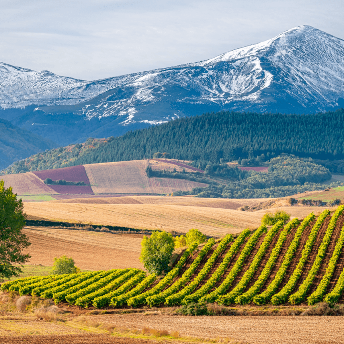 Deluxe 19-tägige Wanderreise auf dem Spanischen Jakobsweg mit San Sebastián, der Weinregion Rioja & Santiago von  4