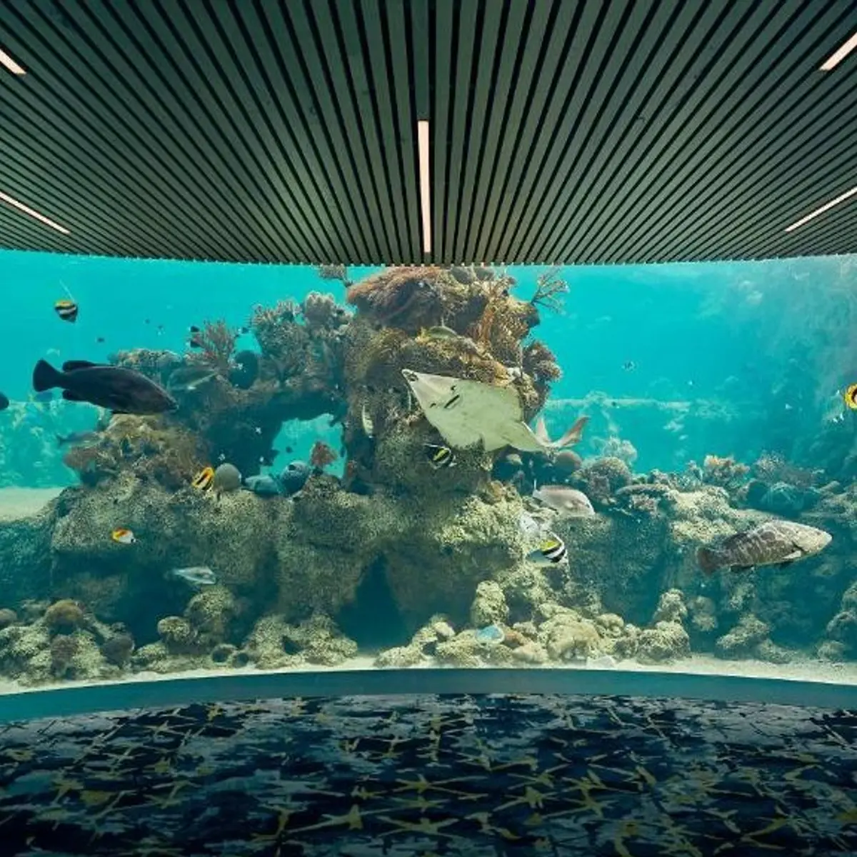 Daydream Island Resort, Whitsundays, Queensland 6