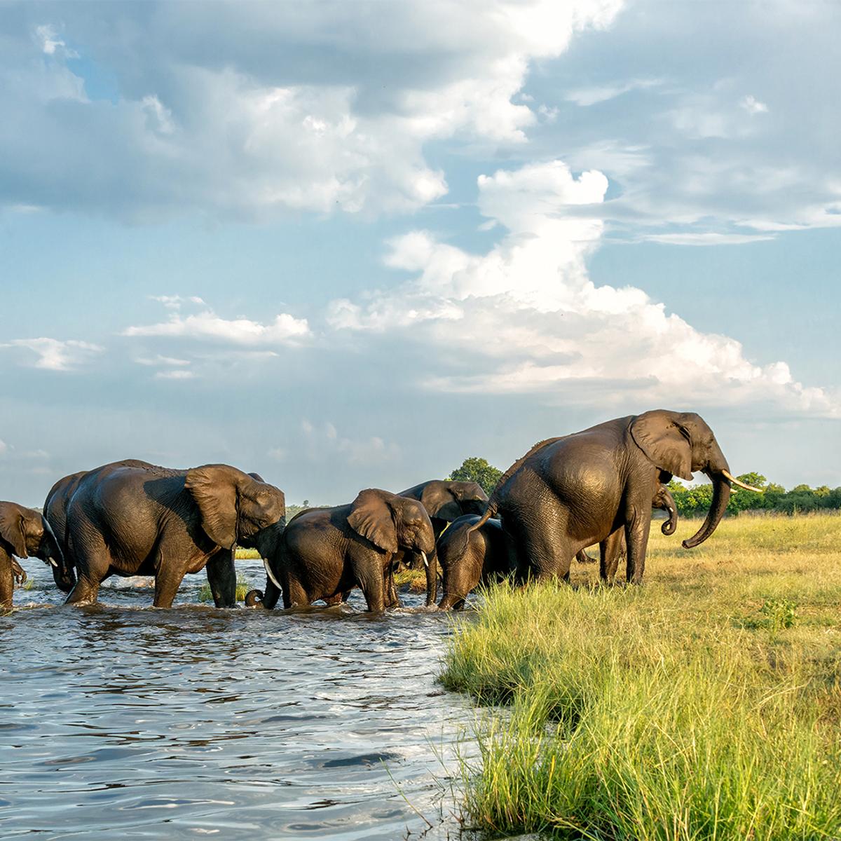 Deluxe 13-Day Southern Africa Safari 2027 with Victoria Falls, Greater Kruger & Chobe National Parks by  1