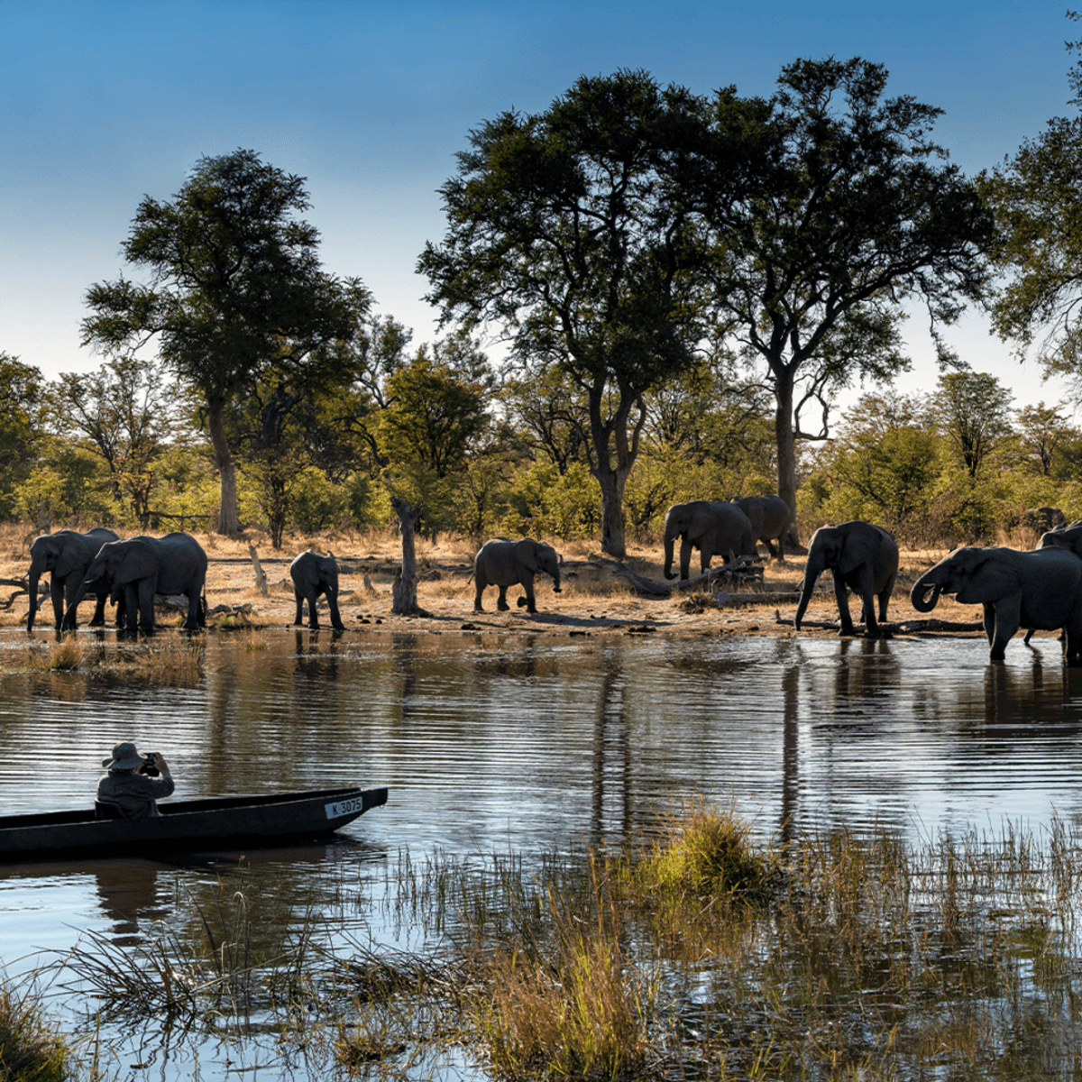 Offre à durée limitée : safari aérien de 10 jours au Botswana dans les camps African Bush Camps Ultra Lux, avec Linyanti, Khwai et le delta de l’Okavango par  8