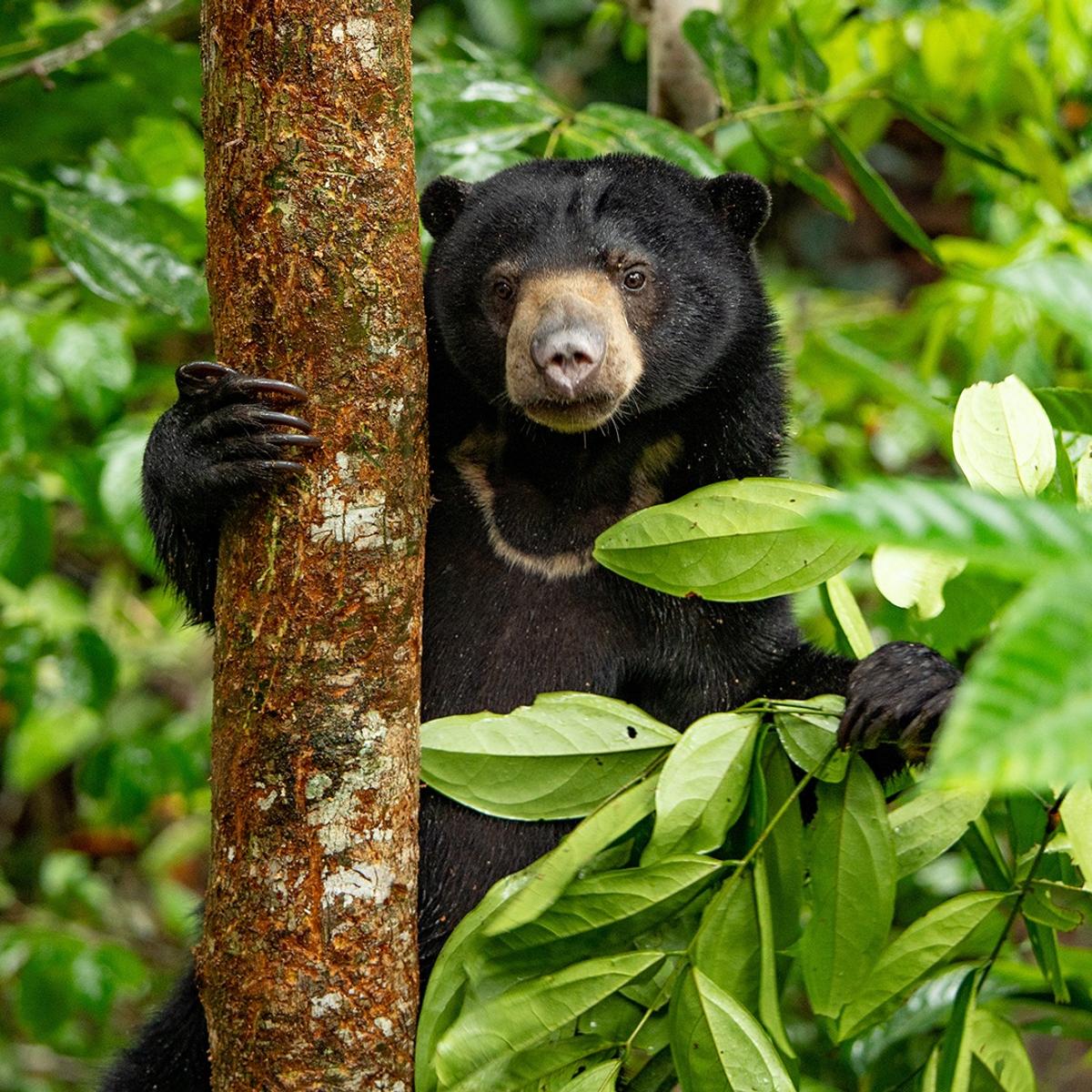 Limited Time Offer: Deluxe 9-Day Borneo Wildlife Tour with 3-Night EQ Kuala Lumpur Stay by  1