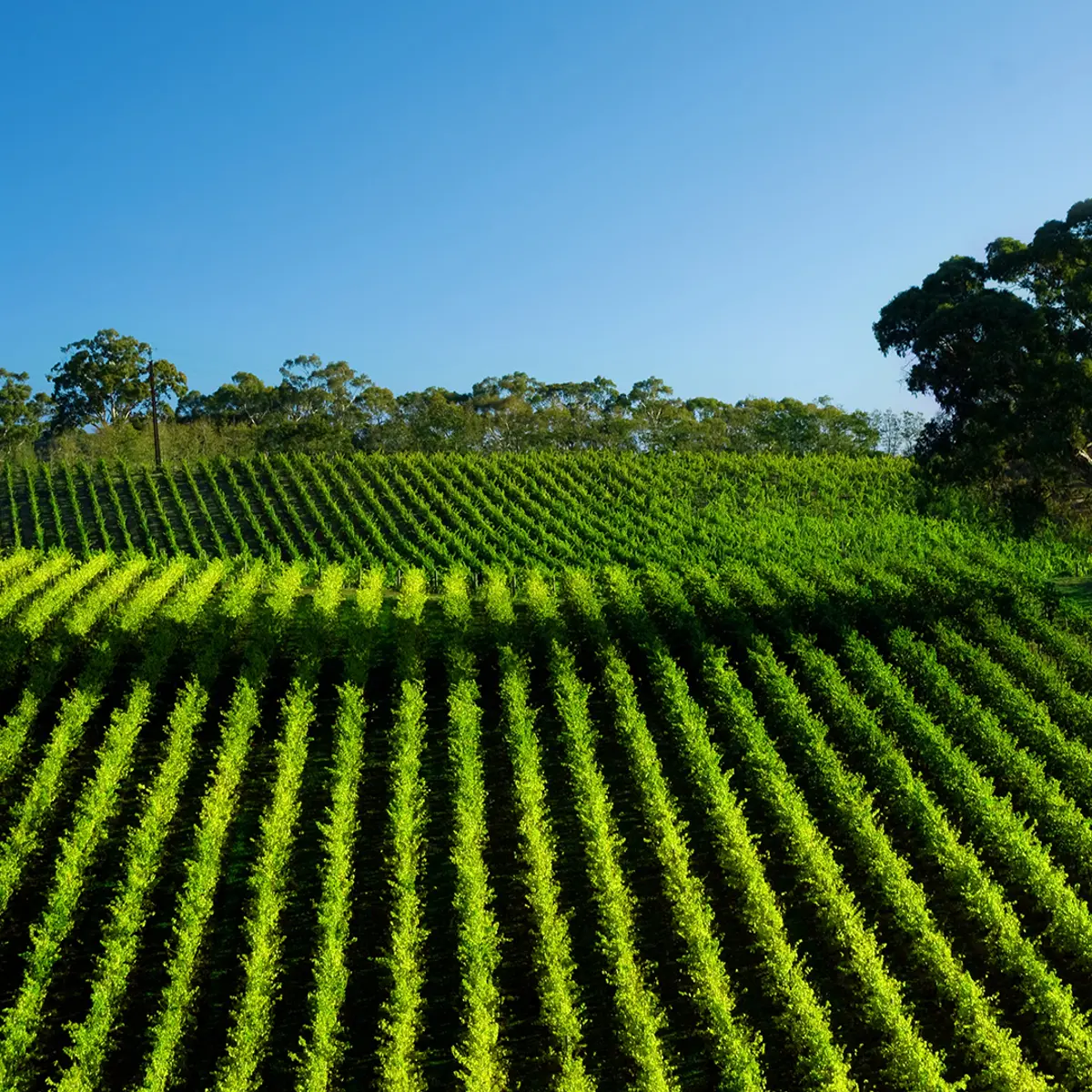 Novotel Barossa Valley Resort , Rowland Flat, South Australia 7