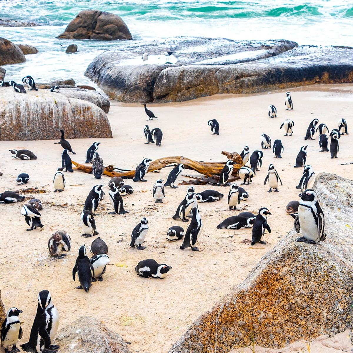 Deluxe Private 12-Day South Africa & Zimbabwe 2027 Tour with Five-Star Safari Lodge & Victoria Falls by  6