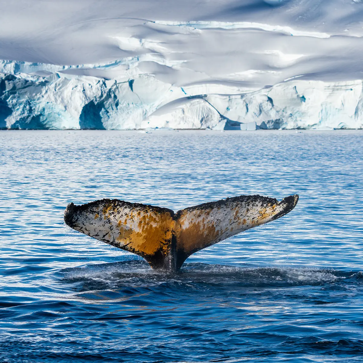 Argentina, Antarctica, Trusted Partner Cruises — Antarctica,  5