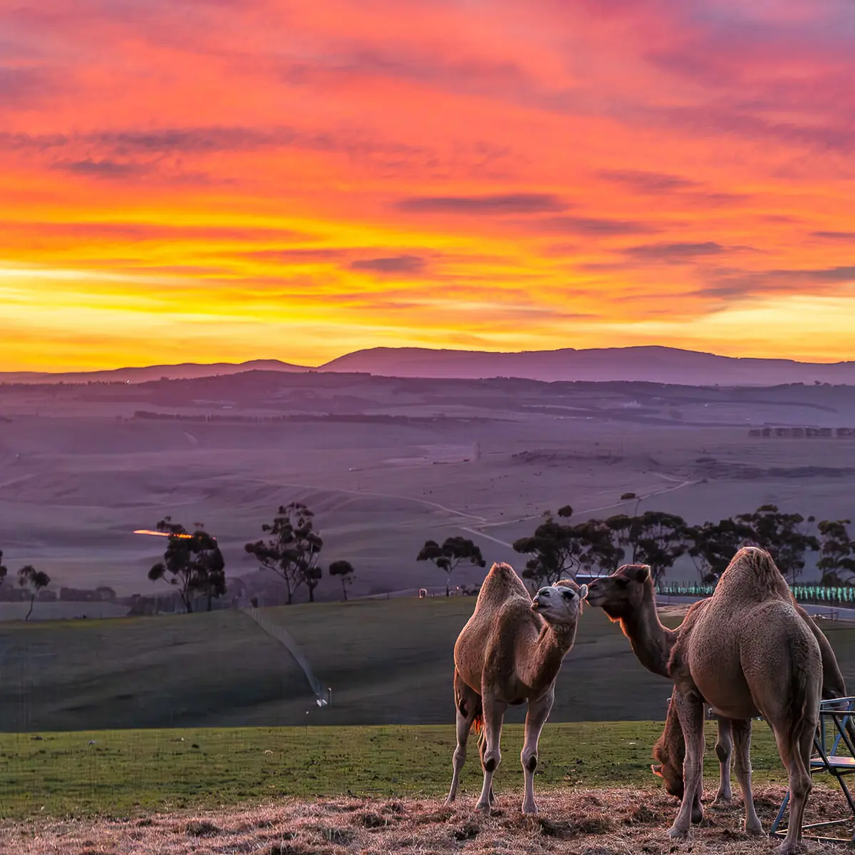 Marnong Estate, Mickleham, Victoria 6