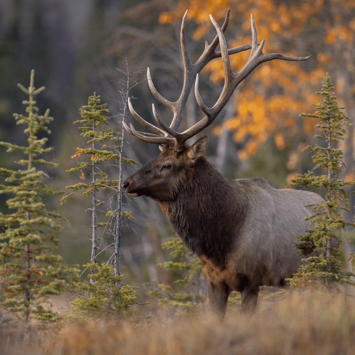 8-Day Western Canada Highlights with Whistler, Banff & Lake Louise by  5