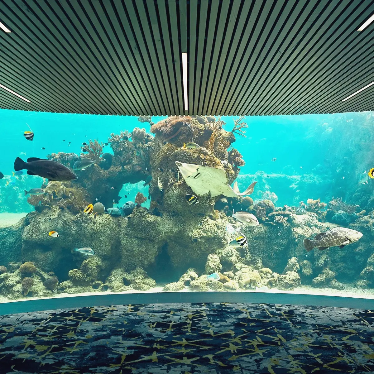 Daydream Island Resort, Whitsundays, Queensland 2
