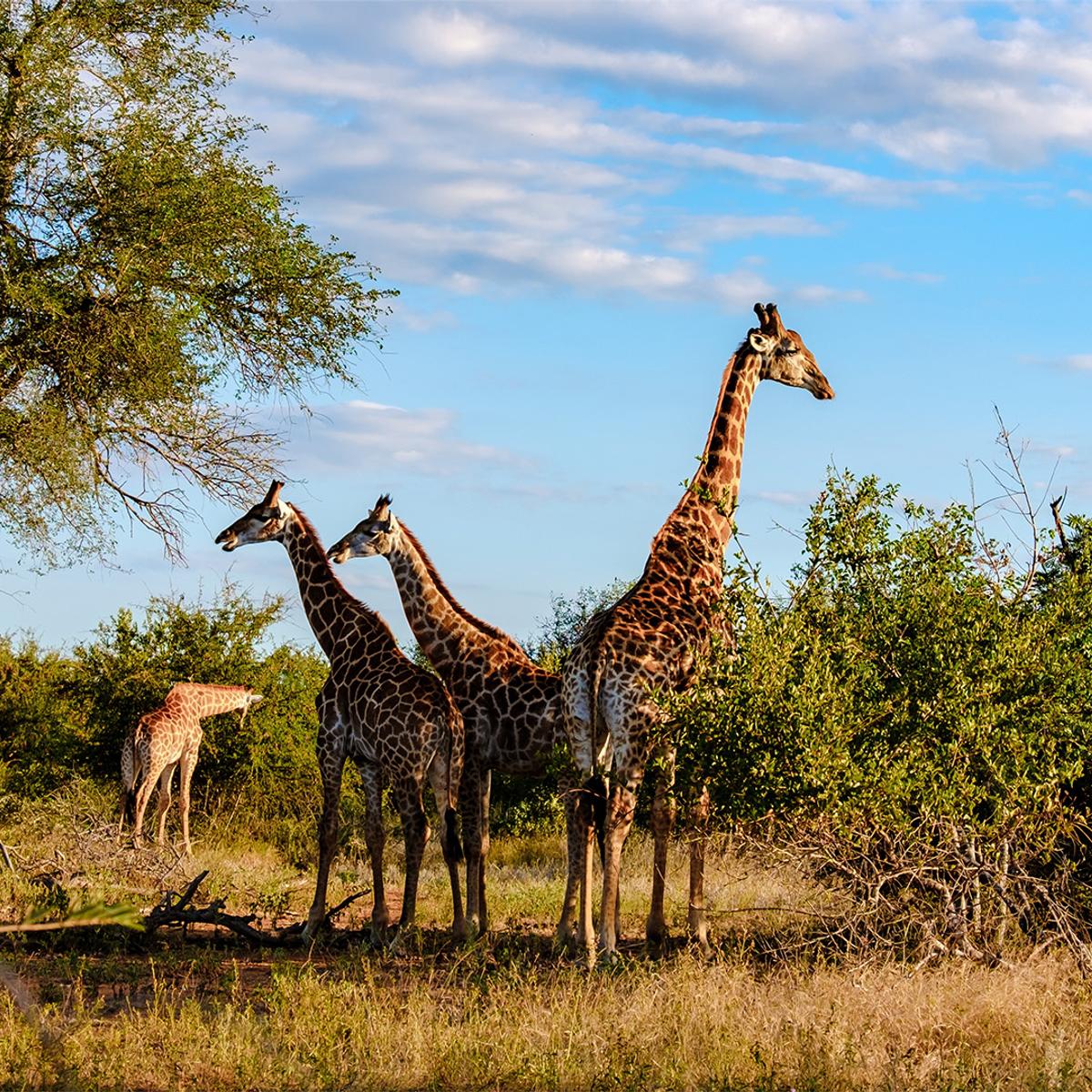Premium 10-Day South Africa Iconic Blue Train Journey with All-Inclusive Safari by  3