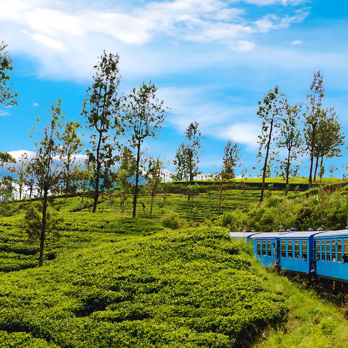 Insider Series: Premium 13-Day Sri Lanka Tour 2027 Co-Curated by Matt Preston & Gary Mehigan with Luxury Stays by  6