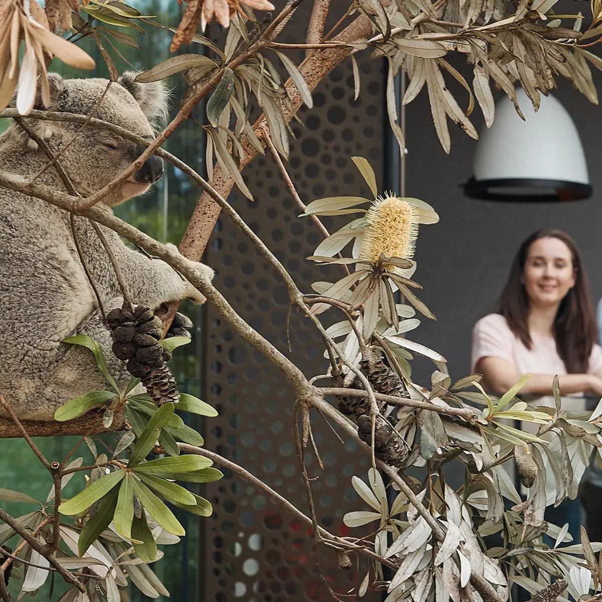 Wildlife Retreat at Taronga, Mosman, New South Wales 7