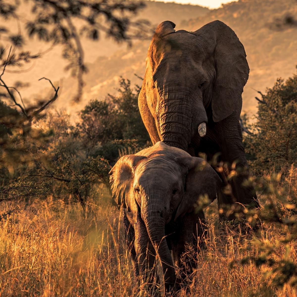 Limited Time Offer: Private 15-Day South Africa, Zimbabwe & Botswana 2027 Tour with BONUS Victoria Falls Helicopter Flight by  7