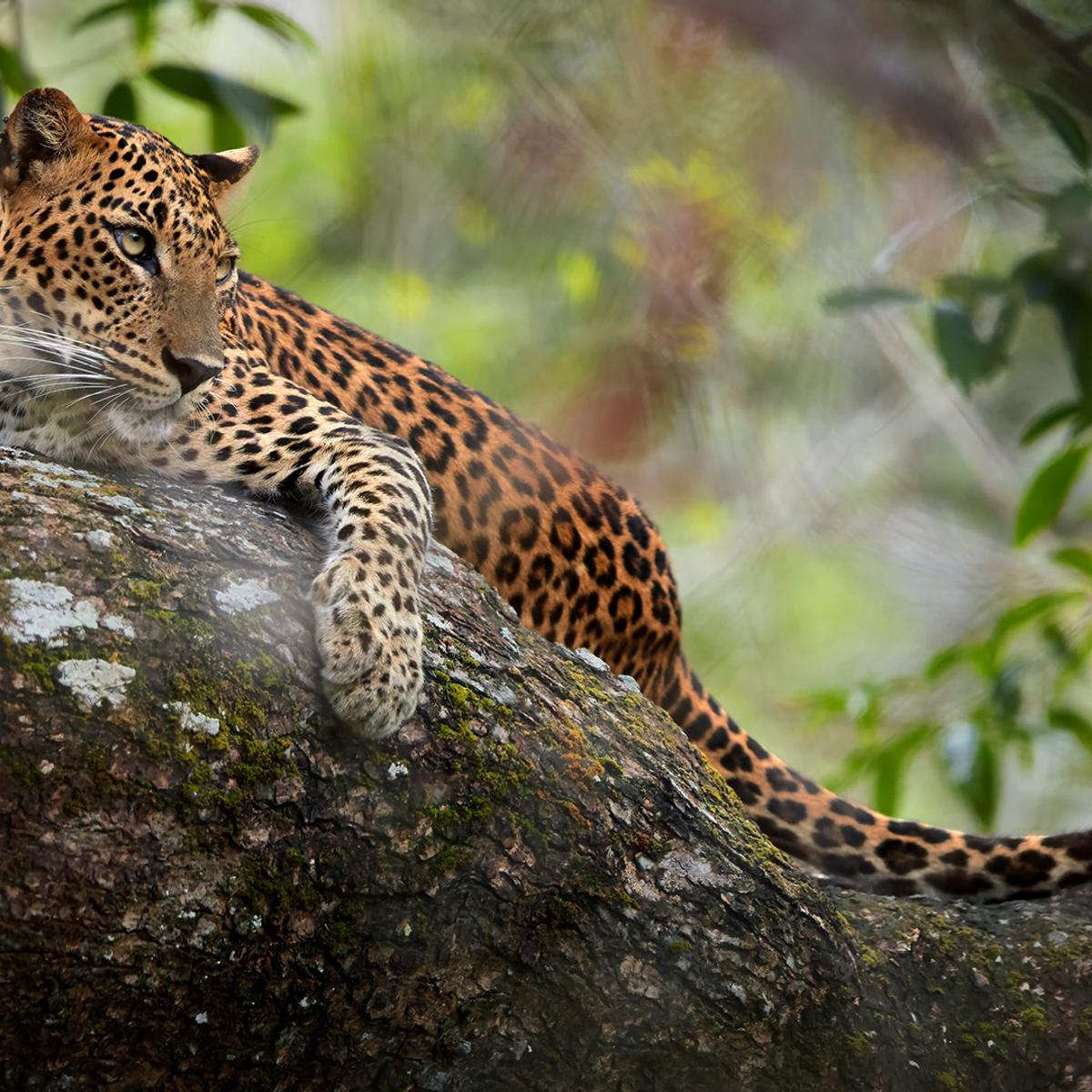 Deluxe 12-Day Best of Sri Lanka 2026 with Dambulla, Kandy & Five-Star Galle Stay by  6