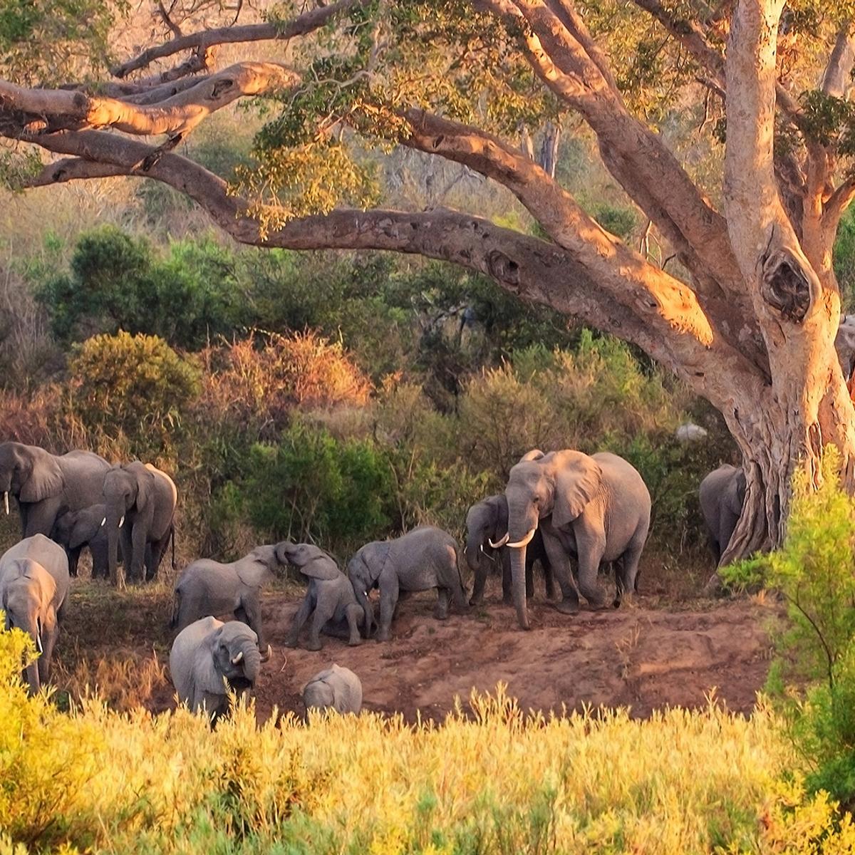 Premium 10-Day South Africa Iconic Blue Train Journey with All-Inclusive Safari by  7