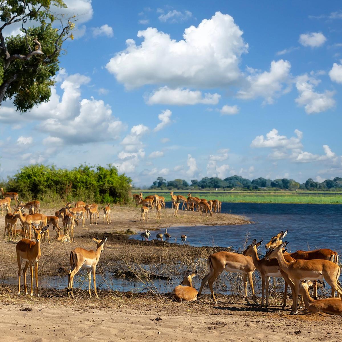 Deluxe 13-Day Southern Africa Safari 2027 with Victoria Falls, Greater Kruger & Chobe National Parks by  4