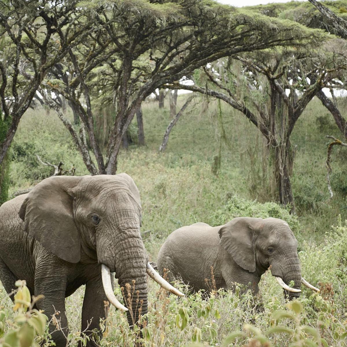 Ultra Lux 8-Day Kenya & Tanzania Private Safari 2027 with Ngorongoro Crater, Serengeti & Maasai Mara by  6