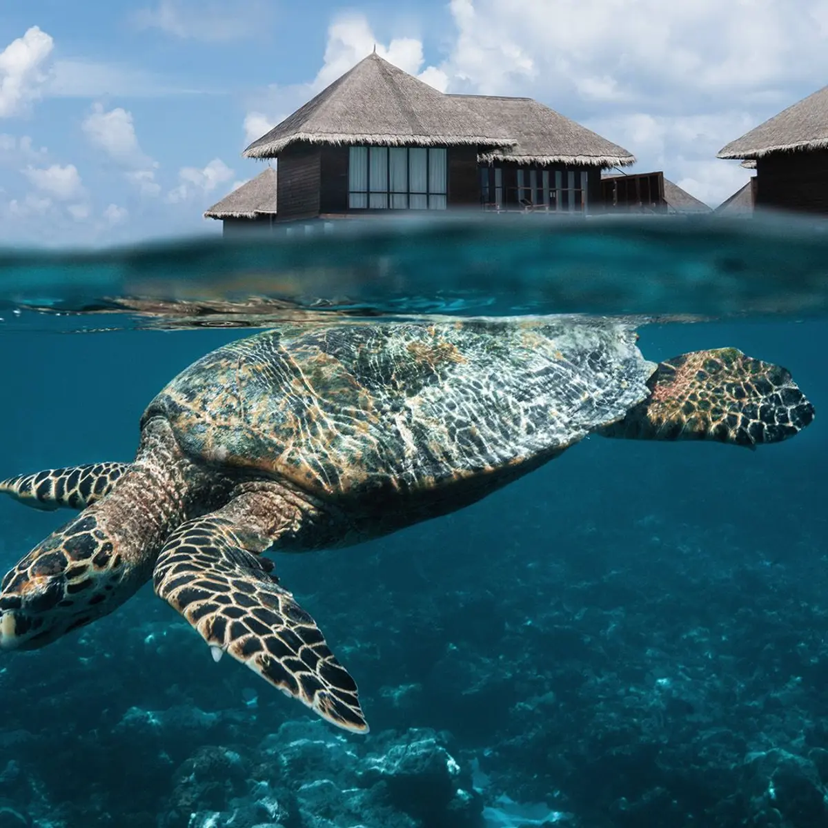 Coco Bodu Hithi, North Malé Atoll, Maldives 5