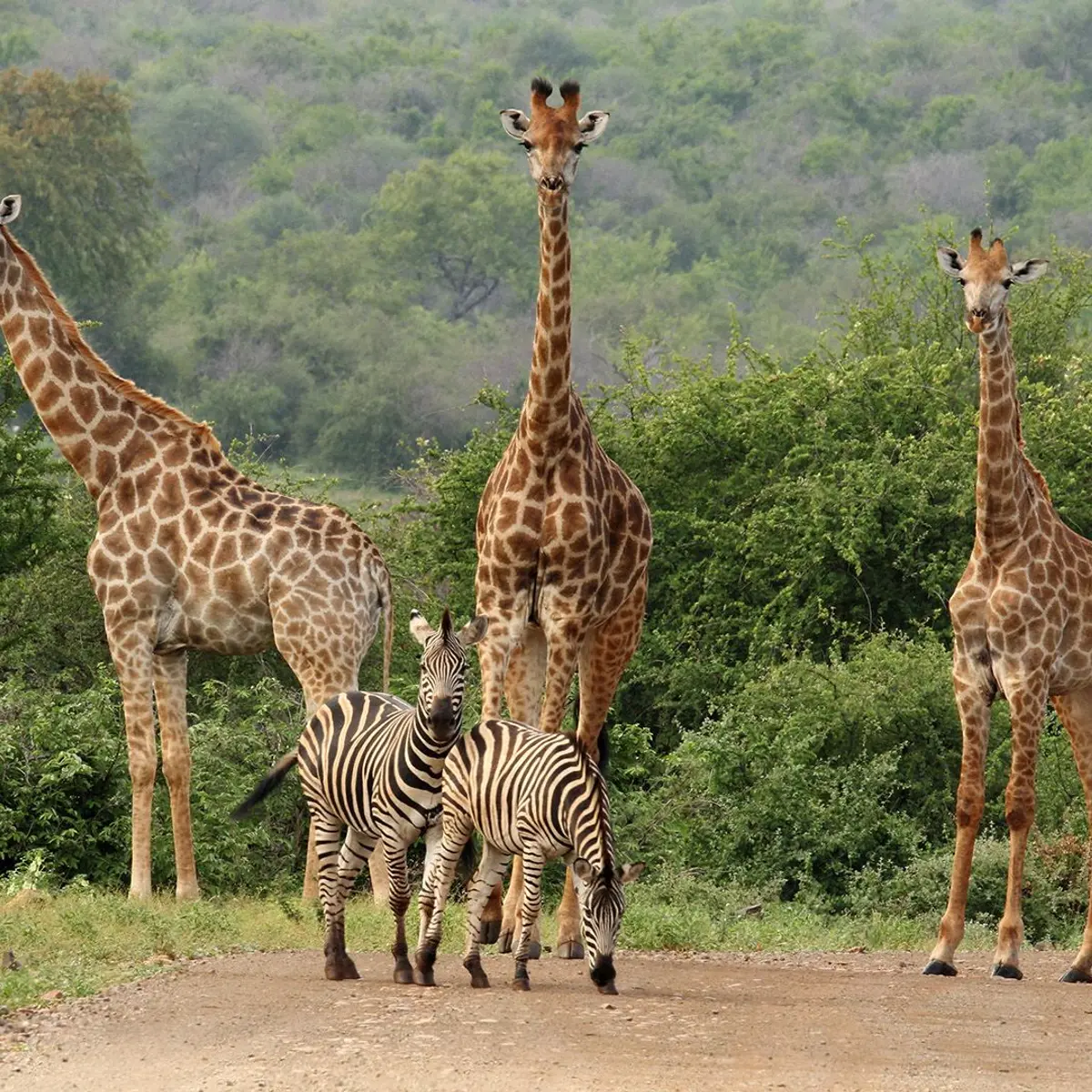 South Africa, Zimbabwe, Botswana, South Africa,  1