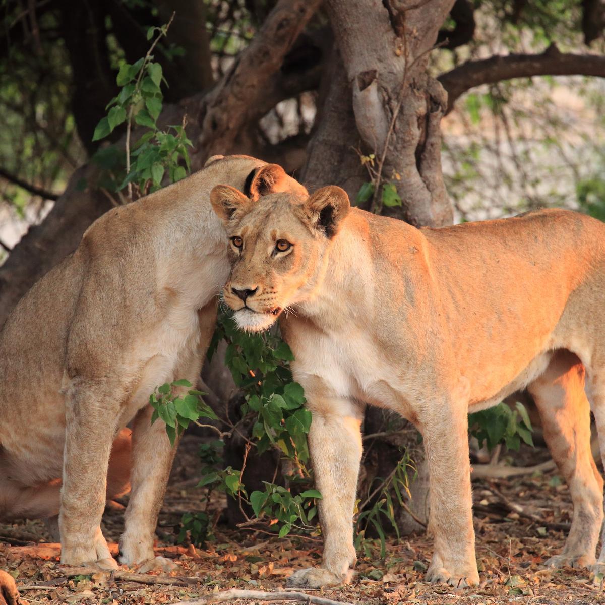 Limited Time Offer: Private 15-Day South Africa, Zimbabwe & Botswana 2027 Tour with BONUS Victoria Falls Helicopter Flight by  4