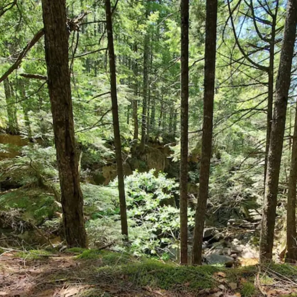 Misty View, Rumney, United States 7